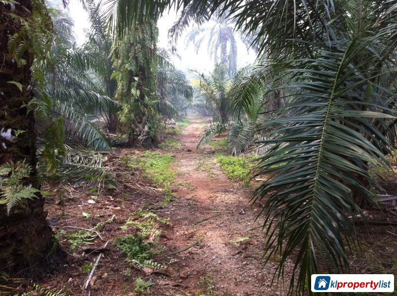 Agricultural Land for sale in Johor Bahru - image 2