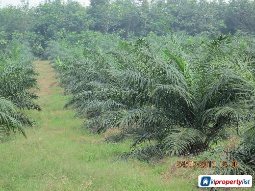 Pictures of Agricultural Land for sale in KL City