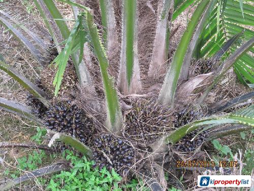 Agricultural Land for sale in KL City - image 2