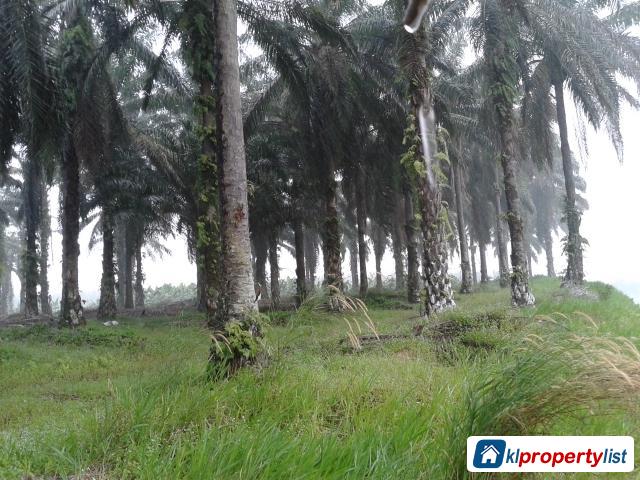Agricultural Land for sale in Banting - image 5