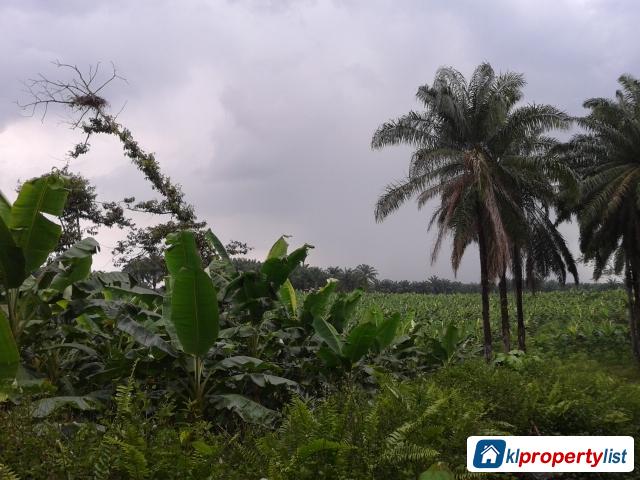 Agricultural Land for sale in Banting - image 6