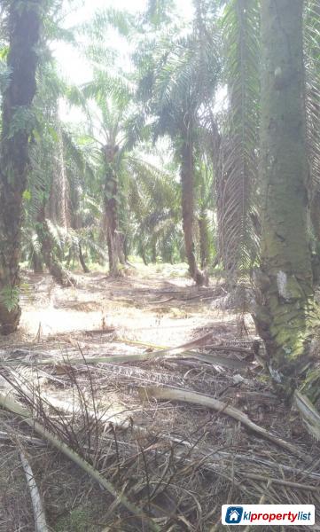 Agricultural Land for sale in Ampang - image 5