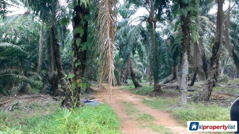 Pictures of Agricultural Land for sale in Muar