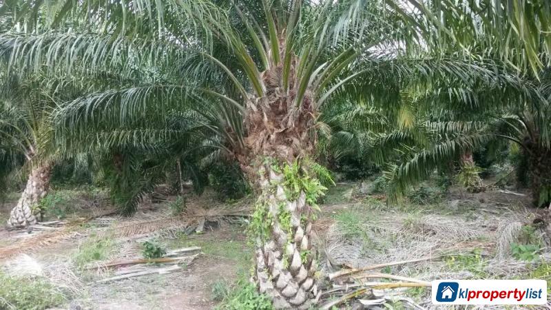 Agricultural Land for sale in Muar - image 2