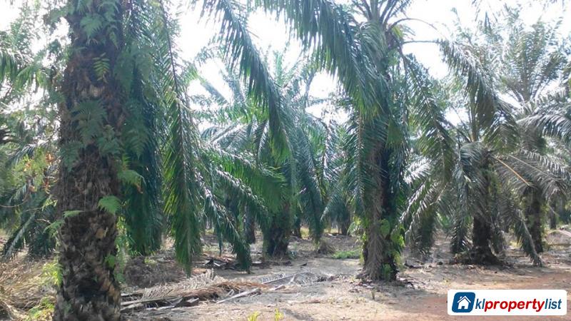 Agricultural Land for sale in Muar - image 2