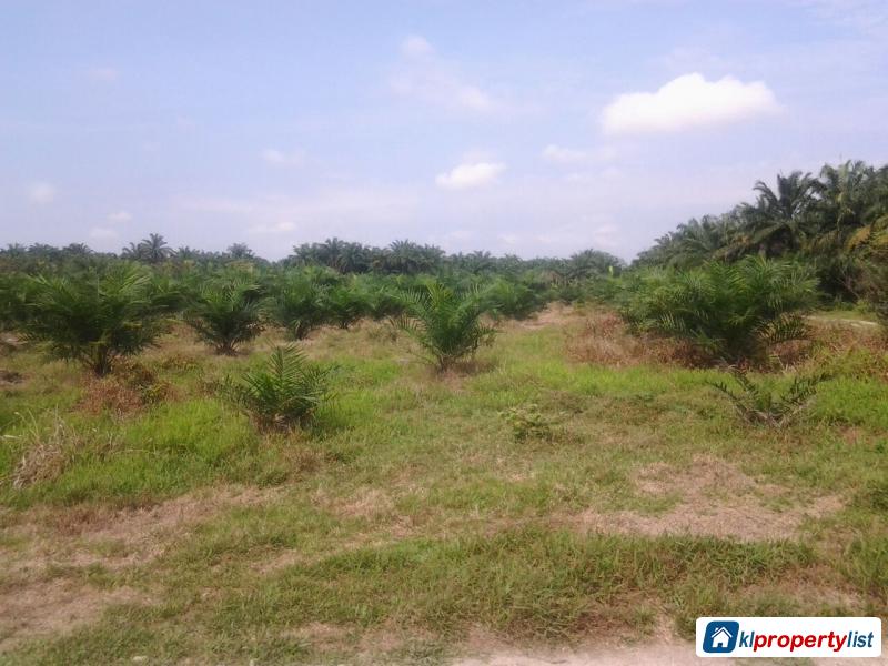 Pictures of Agricultural Land for sale in Banting
