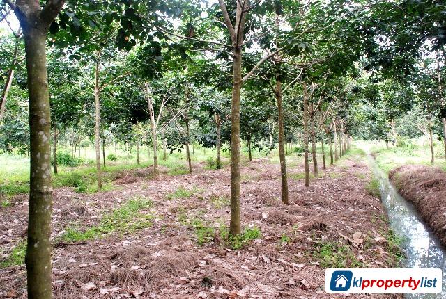 Pictures of Agricultural Land for sale in Tanah Merah