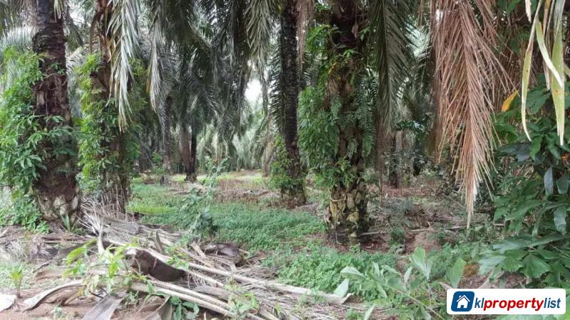 Pictures of Agricultural Land for sale in Muar