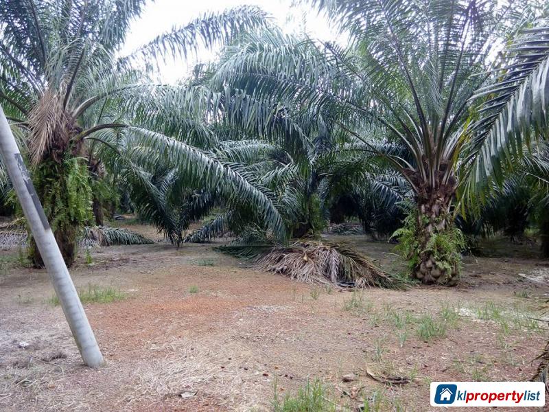 Pictures of Agricultural Land for sale in Muar