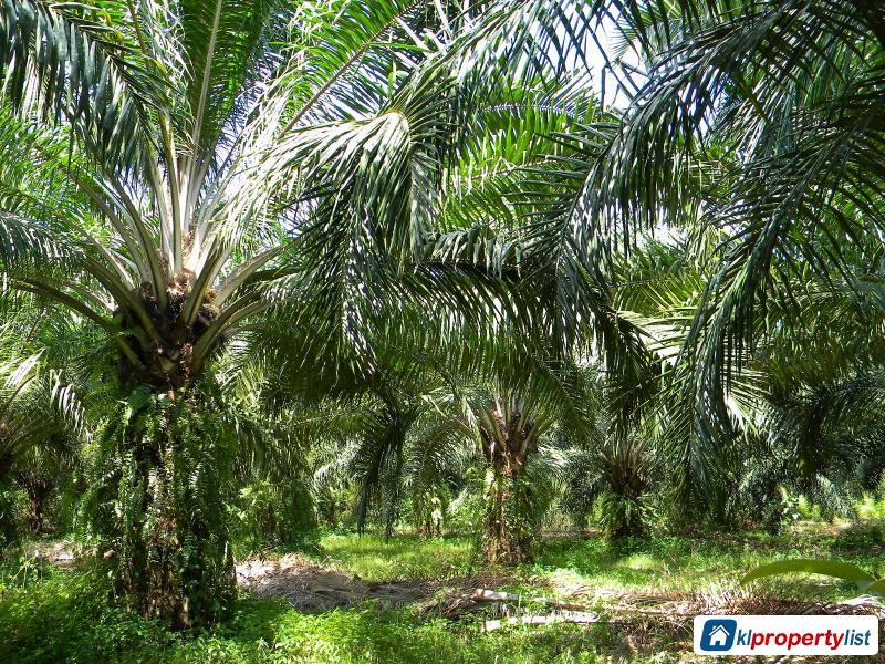 Picture of Agricultural Land for sale in Georgetown