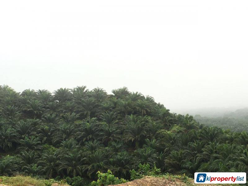 Agricultural Land for sale in Kota Kinabalu - image 3