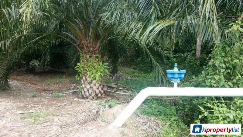 Pictures of Agricultural Land for sale in Muar