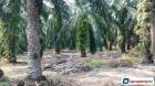 Agricultural Land for sale in Muar